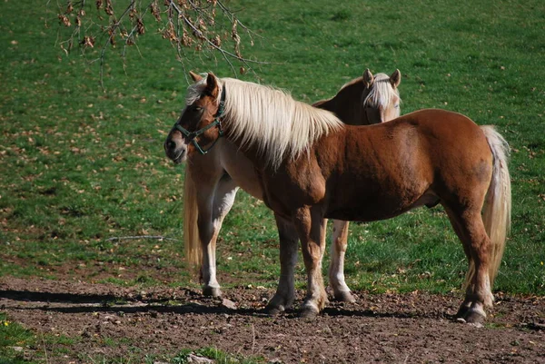 Haflinger Race Cheval — Photo