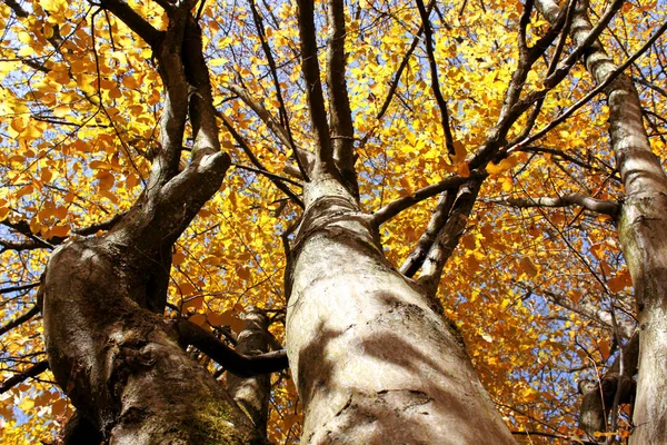 Jesienne Liście Gałęziach Drzew Jesień Sezon Flora — Zdjęcie stockowe