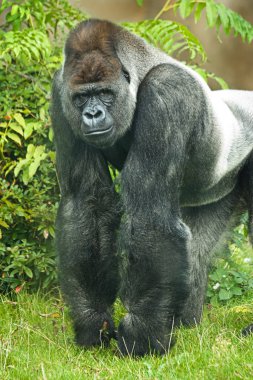 Portrait of silverback gorilla clipart