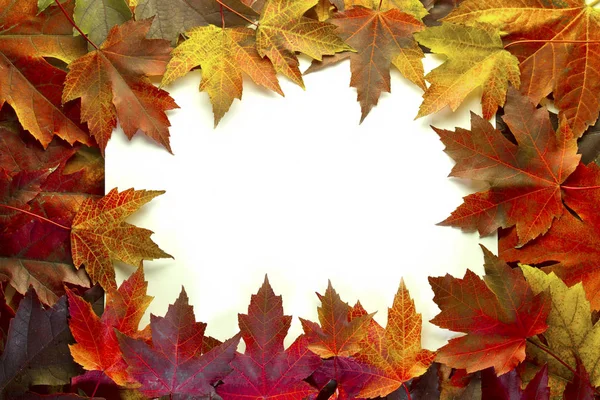 Esdoorn Bladeren Gemengde Herfstkleuren Grens — Stockfoto