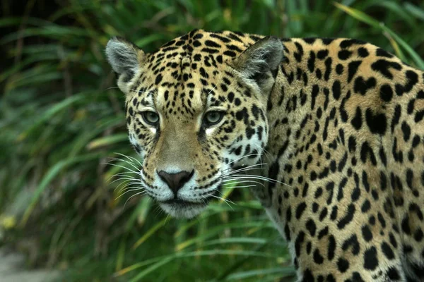 Jaguar Avcısı Büyük Kedi Vahşi Hayvan — Stok fotoğraf