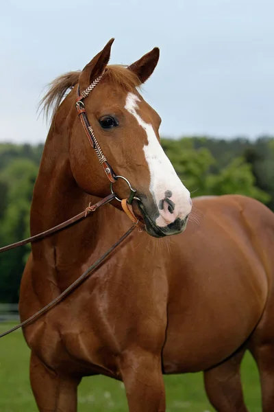 Horse Field — Stock Photo, Image