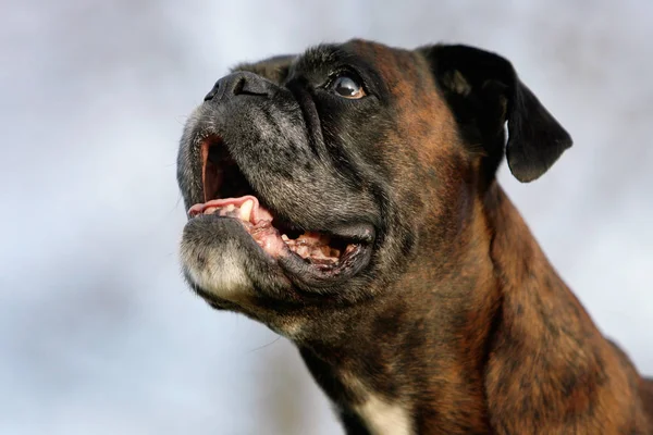 Portret Van Een Schattige Hond — Stockfoto