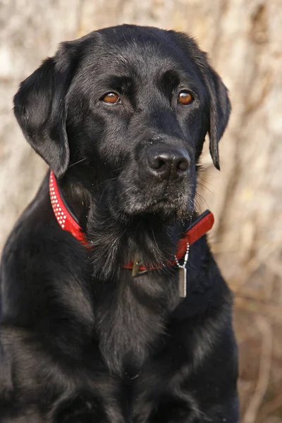 Fekete Labrador Retriever Kutya — Stock Fotó