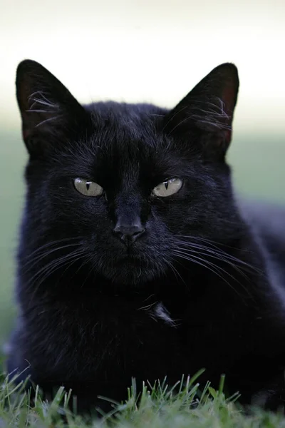 Retrato Lindo Gato —  Fotos de Stock