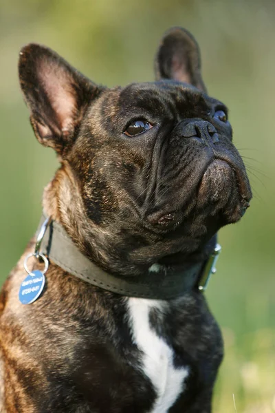 Francia Bulldog Származású Kutya Háziállat — Stock Fotó