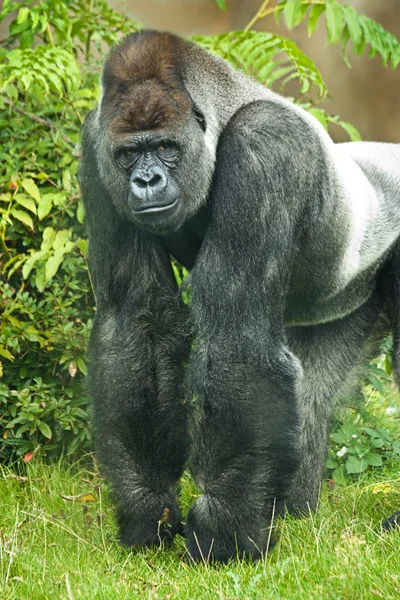 Πορτρέτο Της Silverback Γορίλλας — Φωτογραφία Αρχείου