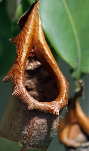 Nepenthes Alata Tropická Masožravá Rostlina Čeledi Nadhazovačů Původem Filipín — Stock fotografie