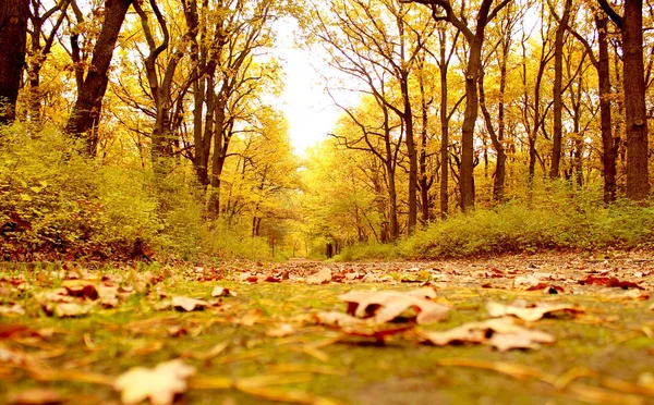 Hermoso Paisaje Del Bosque —  Fotos de Stock