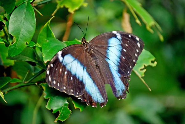 Vista Primer Plano Hermosa Mariposa Colorida — Foto de Stock