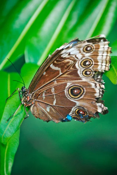 Vista Primer Plano Hermosa Mariposa Colorida — Foto de Stock