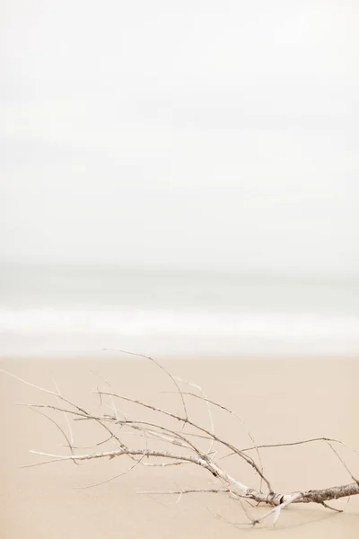 Ramo Praia — Fotografia de Stock