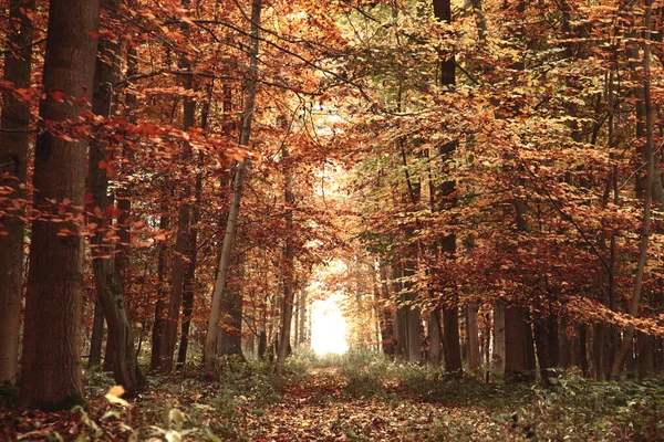 Podzimní Les Barevné Listy — Stock fotografie