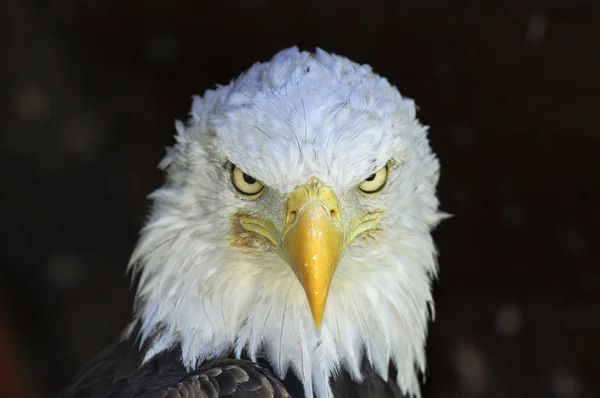 Malerischer Blick Auf Den Majestätischen Weißkopfseeadler Wilder Natur — Stockfoto