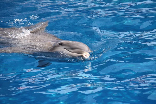 Delfin Víziállat — Stock Fotó