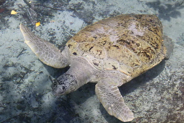 Tartaruga Esotica Animale Fauna Naturale — Foto Stock