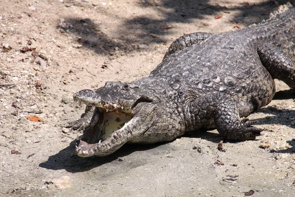 鳄鱼危险的爬行动物动物 — 图库照片