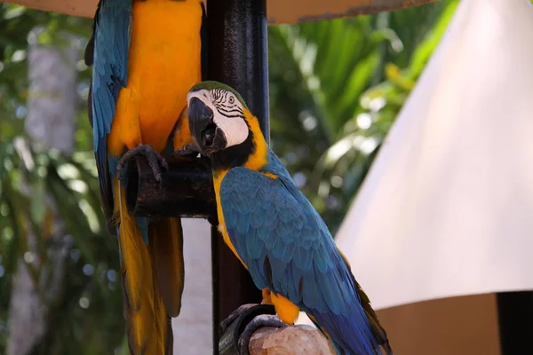 Papagaios Close — Fotografia de Stock