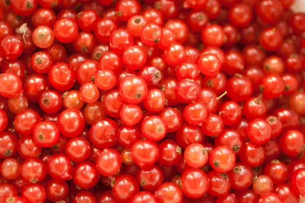 Grosellas Rojas Bayas Frutas Agrias — Foto de Stock