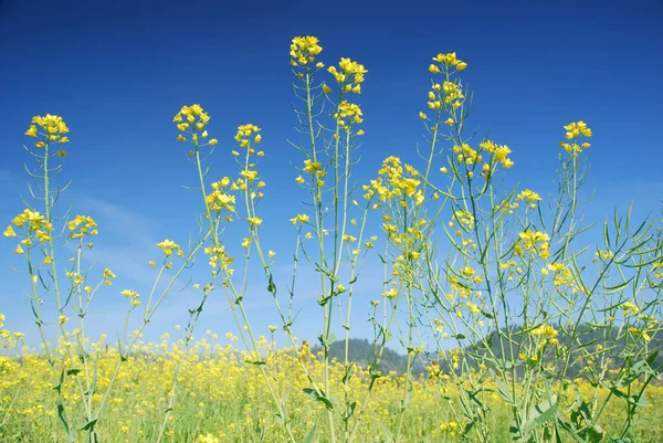 Vista Panoramica Dell Agricoltura Campagna — Foto Stock