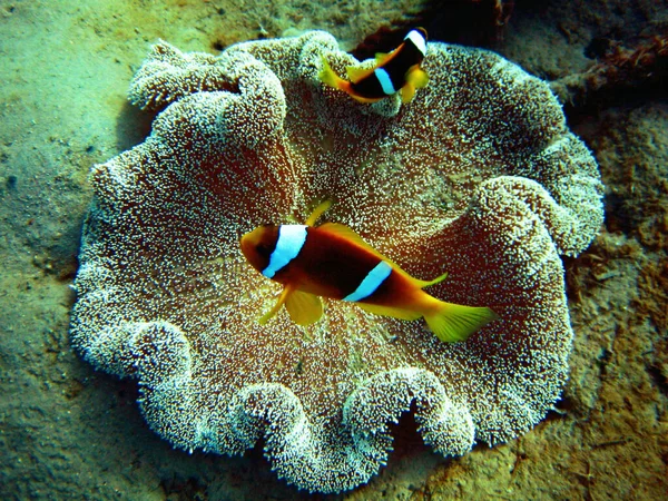 Pez Payaso Arrecife Submarino Con Peces — Foto de Stock