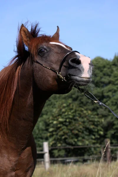 Carino Cavallo Natura Selvaggia — Foto Stock