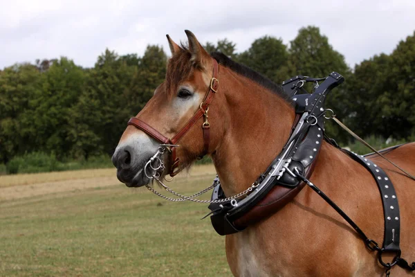 Cavalos Livre Durante Dia — Fotografia de Stock