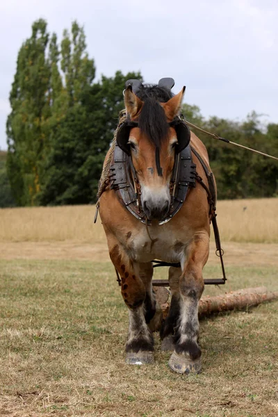 Ardennes Cavallo Sul Retro Legno — Foto Stock