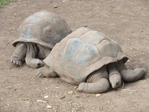 Schildkrötenreptil Tierwesen — Stockfoto