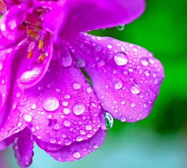 Schöne Botanische Aufnahme Natürliche Tapete — Stockfoto