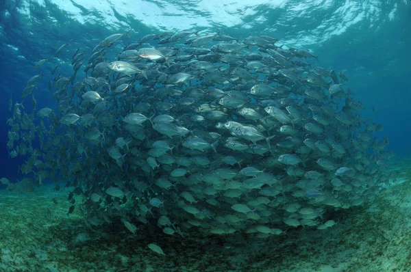 Poisson Cric Essaim Sur Une Herbe Marine — Photo