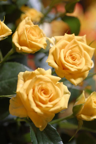 Verschiedene Blüten Selektiver Fokus — Stockfoto