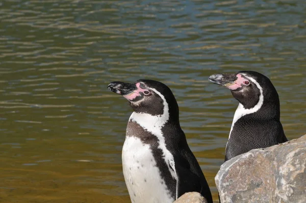 Aussichtsreicher Blick Auf Putzige Pinguinvögel Der Natur — Stockfoto