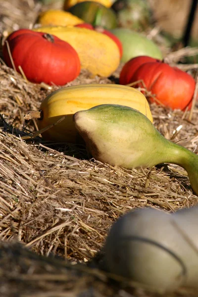 Calabazas Ecológicas Verduras Calabaza Alimentos Vegetales —  Fotos de Stock