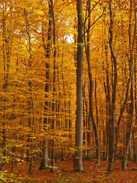 Flore Forêt Sauvage Jour Images De Stock Libres De Droits