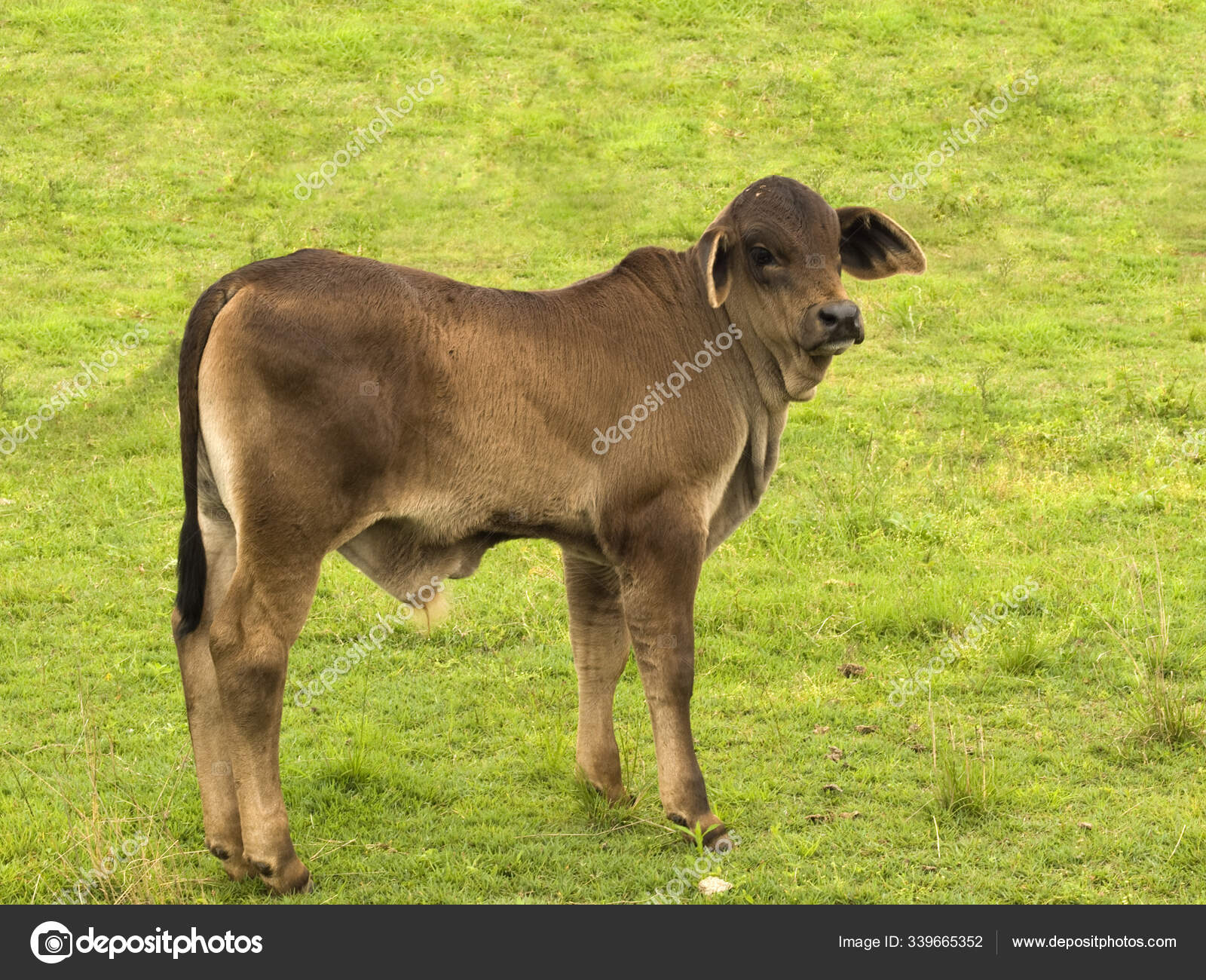 Unge Brahman Korsar Australisk Kalv Baby Bull — stockfoto ©  PantherMediaSeller #339665352, image size:1600x1300