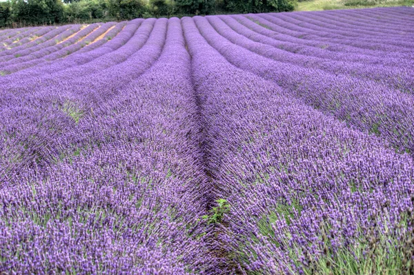 Aromatische Paarse Bloemen Violette Lavendel — Stockfoto