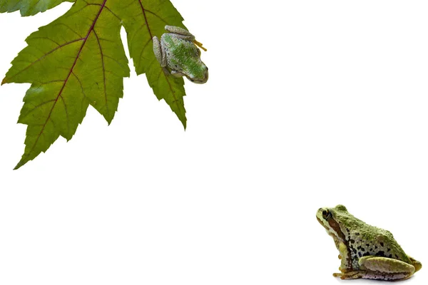 Żaba Drzewna Spogląda Inną Żabę — Zdjęcie stockowe
