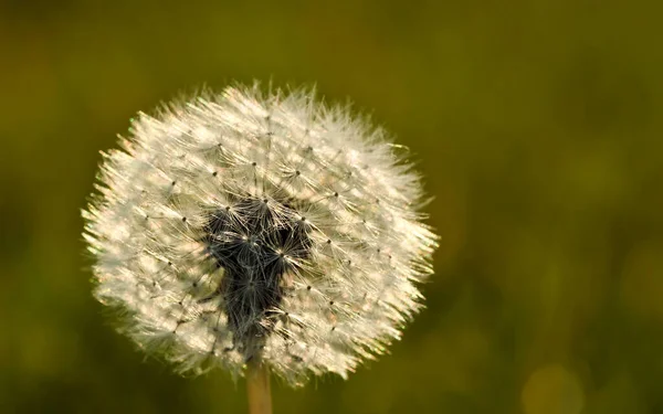 Taraxacum Ruderalia Kwiat Mniszka Lekarskiego — Zdjęcie stockowe