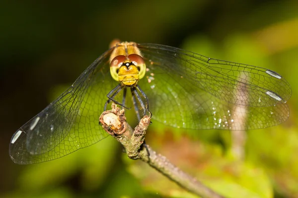 Closeup Tilikan Makro Dari Serangga Capung — Stok Foto