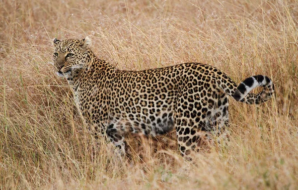 Гепард Кіт Леопард Тварина — стокове фото