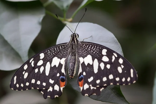 Primer Plano Mariposa Hábitat Concepto Salvajismo —  Fotos de Stock