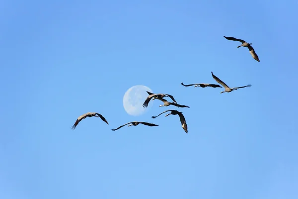 Vista Panorámica Hermoso Pájaro Naturaleza —  Fotos de Stock