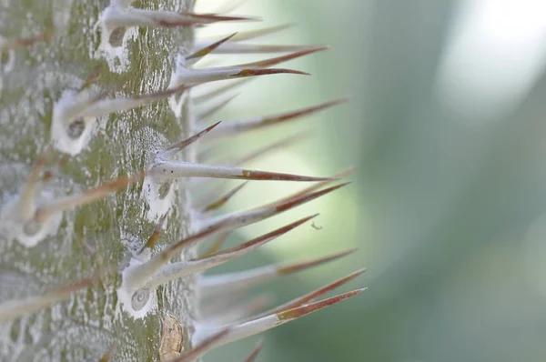 Tropical Exótico Planta Cacto — Fotografia de Stock