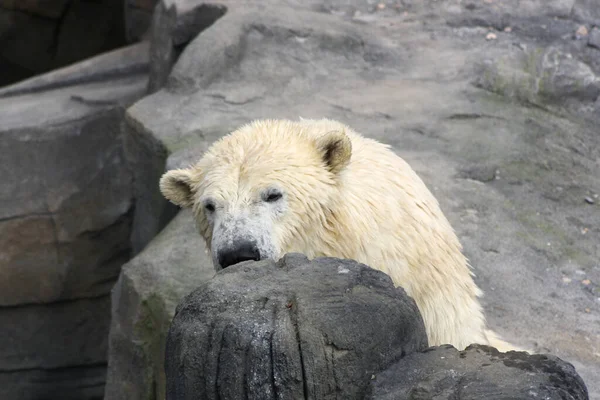 白いホッキョクグマ捕食者 — ストック写真