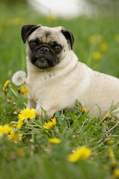 Bonito Preto Filhote Cachorro Pug Com Dente Leão — Fotografia de Stock