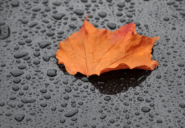 Prachtig Kleurrijk Herfstblad — Stockfoto