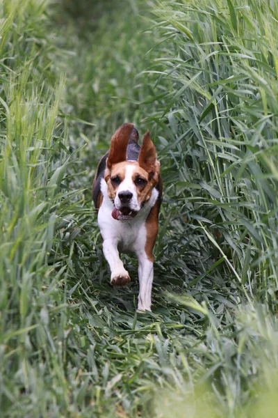 Beagle Mit Einem Maisfeld — Stockfoto