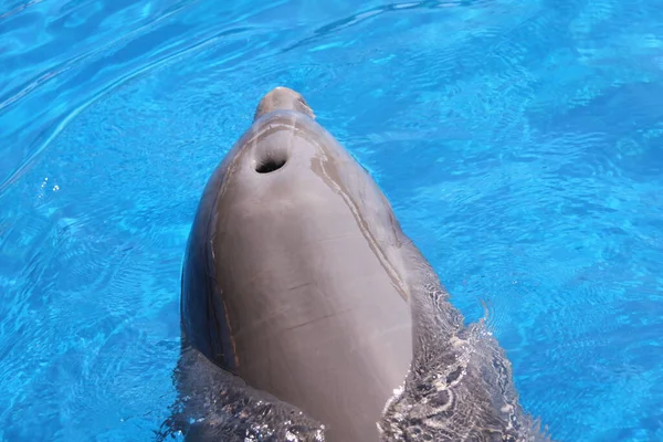 Dolphin Close — Stock Photo, Image