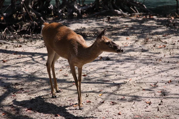 Deer Close — Stockfoto